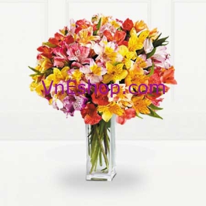 100 Blooms of Alstromeria