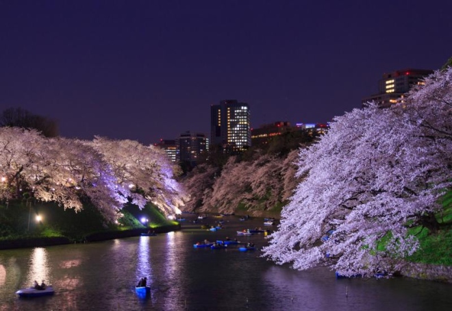 7 điểm ngắm hoa anh đào ở Tokyo