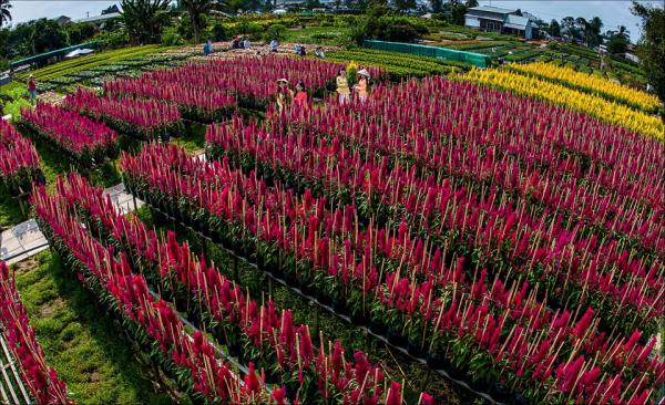 ’Dấu ấn Việt Nam’ trên làng hoa Sa Đéc hình ảnh 4
