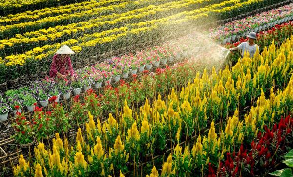 ’Dấu ấn Việt Nam’ trên làng hoa Sa Đéc hình ảnh 3