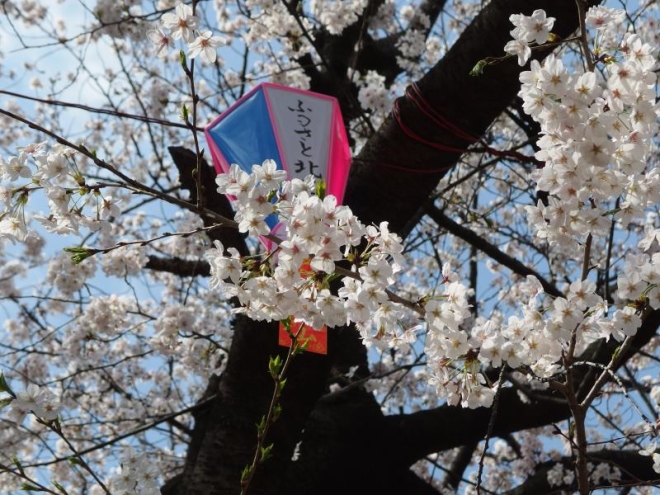 7 điểm ngắm hoa anh đào ở Tokyo